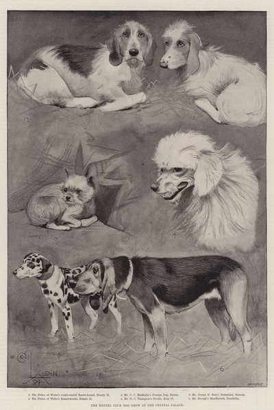 Die Hundeschau des Kennel Clubs im Crystal Palace von Cecil Charles Windsor Aldin